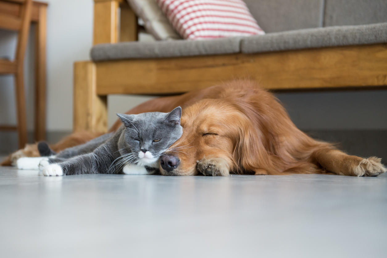 Golden Retriever and British Shorthair - Humanitas.net